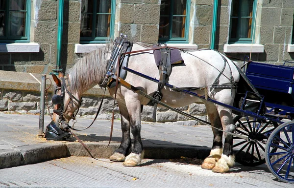 Buggy puxado a cavalo — Fotografia de Stock