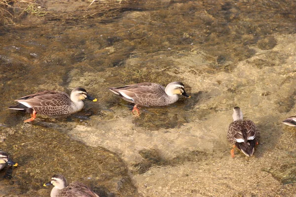 Relaxed Duck Playing River — Stock Photo, Image