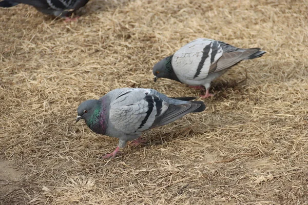 Птичьи Голуби Различных Цветов — стоковое фото