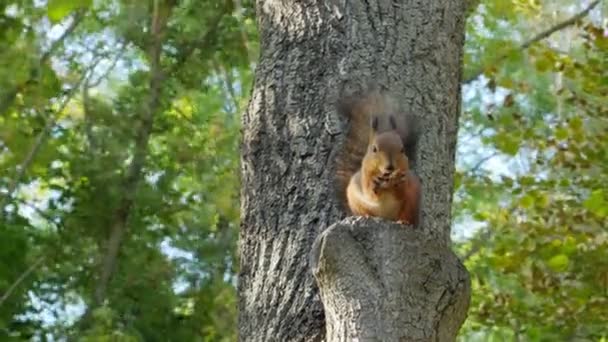 Squirrel is sitting on a tree. Animal rodent. Sciurus vulgaris. Squirrel looking at the camera — Stock Video