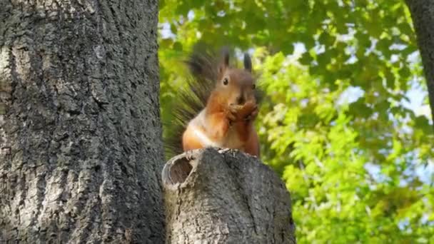 Una ardilla linda se come una nuez. La ardilla se sienta en un árbol. Un roedor animal. Naturaleza otoñal. — Vídeo de stock