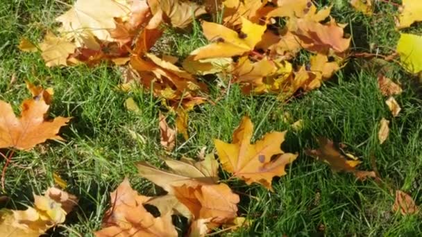 秋は緑の草の上に葉。黄色のオレンジの葉。秋. — ストック動画