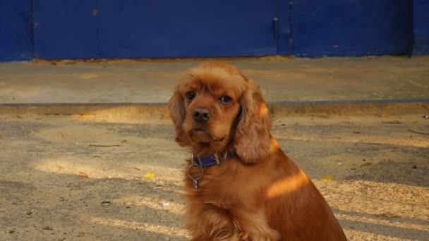 Red Haired Dog Looks Camera Spaniel Dog Street Dog Walking — Stock Video