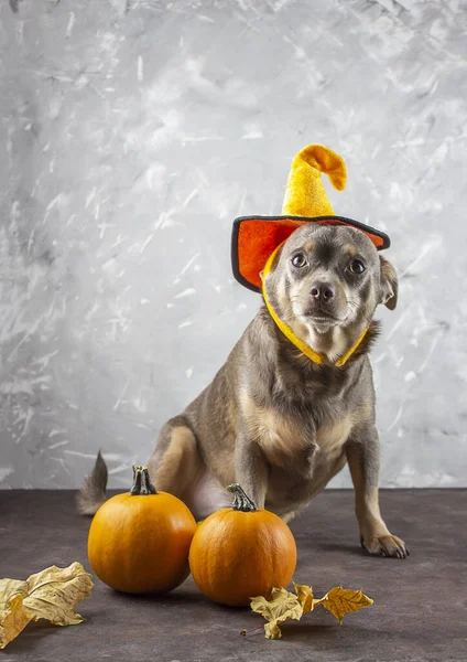 Hunden Sitter Halloweenhatt Pumpa Hatt Huvudet Hund Tacksägelsedagen Pumpa Och — Stockfoto