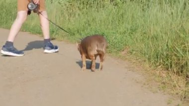 Köpek kameraya bakar. Yakın plan. Chihuahua, mor. Neşeli bir çocuk atlar, köpeği gezdirir. Evcil hayvanlar