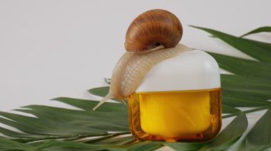 Salyangoz krema kavanozuna oturur. Yeşil yapraklı bir salyangoz ile bir kavanoz krema. kozmetik