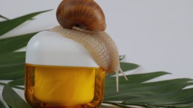 Salyangoz krema kavanozuna oturur. Salyangoz kozmetiği