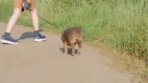 Σκύλος Κοιτάζει Στην Κάμερα Κοντινό Πλάνο Τσιουάουα Μωβ Ένα Χαρούμενο — Αρχείο Βίντεο