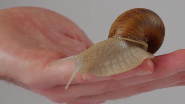 Grande Caracol Palma Mão Homem Caracol Medicina Cosmetologia — Vídeo de Stock