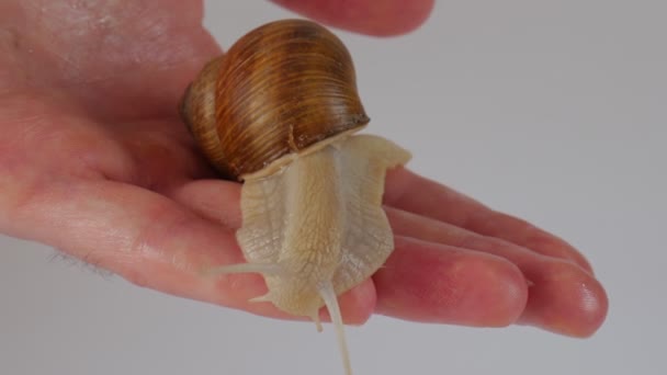 Grande Caracol Palma Mão Homem Caracol Medicina — Vídeo de Stock