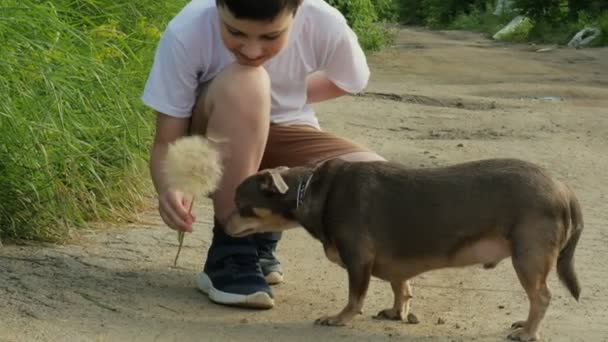 Chihuahua Purple Happy Boy Dandelion Walking Dog Dog Sniffing Flower — Stock Video