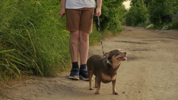 Cão Está Rua Com Uma Trela Cão Olha Para Câmara — Vídeo de Stock