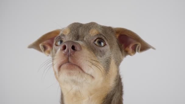 Beyaz Arka Planda Bir Köpeğin Portresi Köpek Kameraya Bakar Chihuahua — Stok video