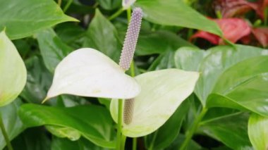 Spatthiphyllum tapılası, Spatthiphyllum blandum. Yakın plan.