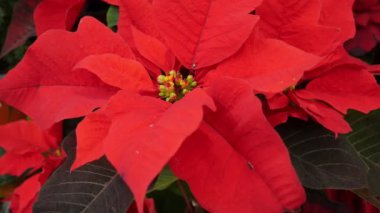 Poinsettia. Meksika ve Orta Amerika. Noel çiçeği.