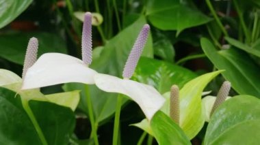 Spatthiphyllum tapılası, Spatthiphyllum blandum. Yakın plan.
