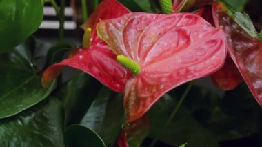 Spatthiphyllum kırmızıdır, Antarium Aroid ailesine aittir. 