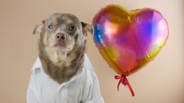 Lustiger Chihuahua Zum Valentinstag Vor Dem Hintergrund Eines Abstrakten Herzens — Stockvideo