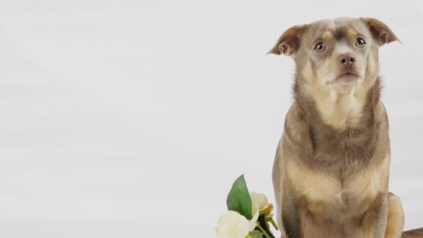 Funny Chihuahua Looks Camera White Background Bouquet White Roses Lies — Stock Video