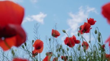 Haşhaş tarlası. Mavi gökyüzüne karşı kırmızı gelincikler. Haşhaş tarlası. Vahşi yaşam. Tıbbi özellikler. test ürünü