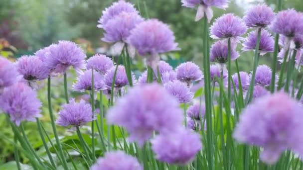 Édes lila háttér. Virágzó vadvirágok, pasztell színek. Bokeh rózsaszín virágos háttér. 4K — Stock videók