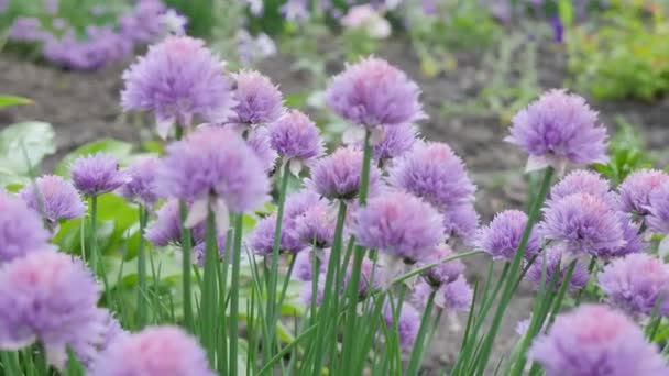 Púrpura doce. Flores selvagens em flor, cores pastel. Bokeh fundo floral rosa. 4K — Vídeo de Stock