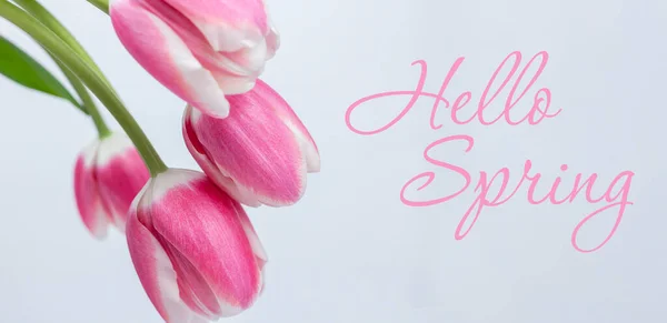 Bahar Arkaplanı Lalelerin Bahar Kompozisyonu Beyaz Arkaplanda Hello Spring Yazısı — Stok fotoğraf