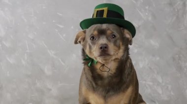 Şirin bir chihuahua St. Patrick şapkası takıyor. Yeşil leprikon şapka. Aziz Patrick Günü köpeği.