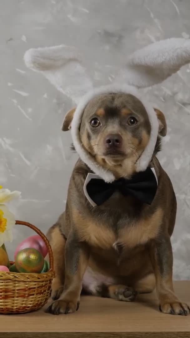 Niedliche Chihuahua Für Ostern Lustige Hasenohren Ostereier Einem Korb Mit — Stockvideo