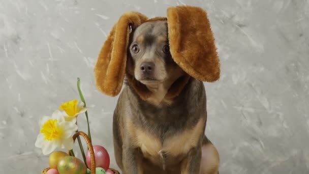 かわいいChihuahuaイースター面白いウサギの耳のために 色の卵のバスケットにイースターエッグ イースタードッグ — ストック動画