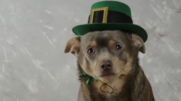 Giorno Patrick Cane Con Cappello Leprecauno Siede Uno Sfondo Grigio — Video Stock