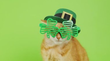 Patrick Günü. Leprikonda kep takan kırmızı kedi yeşil arka planda oturur. Patrick 'in gözlüklerindeki kedi. Aziz Patrick Günü.