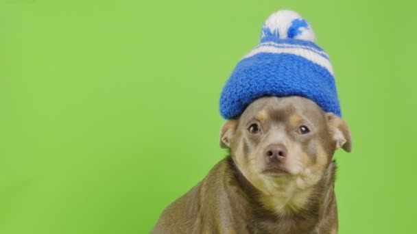 その犬はニット帽の緑の背景に座っている 暖かい帽子の犬 — ストック動画