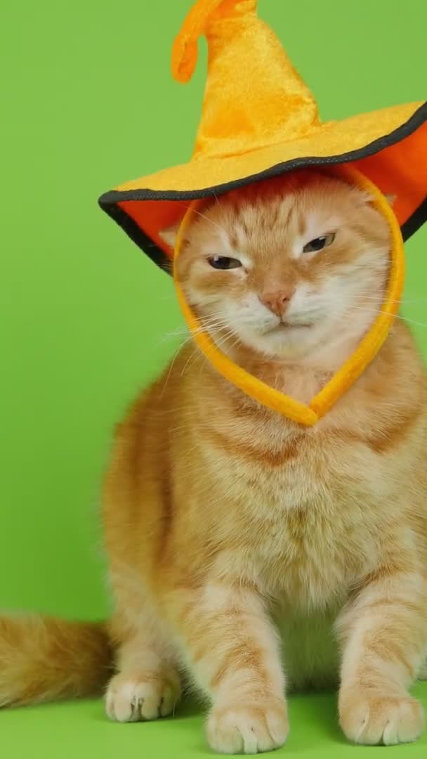 Красная Кошка Сидит Тыквенной Шляпе День Благодарения День Благодарения Кошка — стоковое видео
