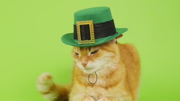 Patrick Day Gato Rojo Sombrero Duende Sienta Sobre Fondo Verde — Vídeo de stock