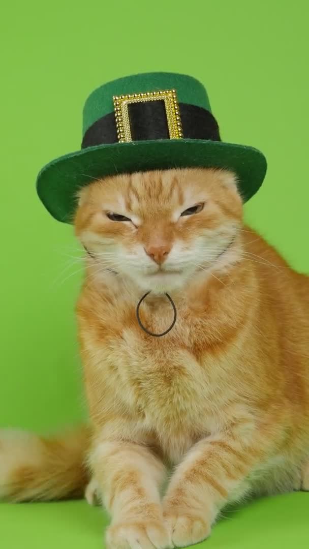 帕特里克节 戴着妖精帽的红猫坐在绿色的背景上 戴Patrick帽子的猫垂直录像 — 图库视频影像