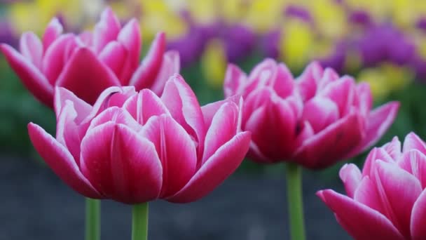 Achtergrond van tulpen. Mooie tulp in het weitje. Lente bloemknop in het zonlicht. Tulpenclose-up. — Stockvideo