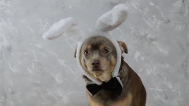 Köpek tavşanın kulaklarına oturur. Paskalya Tavşanı. Chihuahua Paskalyası. Köpek ağızlığı. 4K