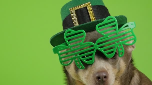 День Патриків. Собака у капелюсі лепрекона сидить на зеленому фоні. Пес з окулярами. 4K — стокове відео
