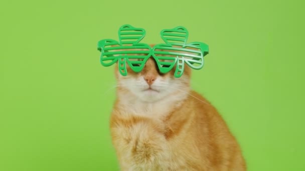 パトリックの日だ。レプラコーングラスの赤い猫は緑の背景に座っています。パトリックグラスの猫。4K — ストック動画