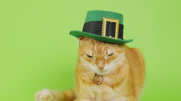 パトリックの日だ。レプラコーンの帽子の赤い猫は緑の背景に座っています。パトリックの帽子の猫。4K — ストック動画