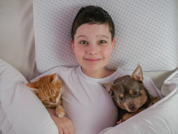 Oğlan ve köpek, kedi yatakta yatar. Mutluluk ve neşe duyguları. Yaşam tarzı. Boşluğu kopyala