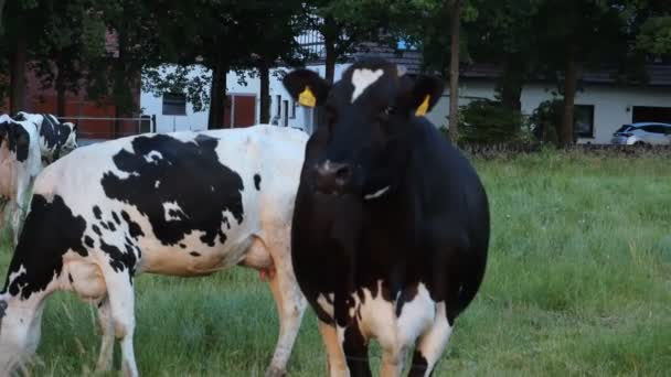 Cows Natural Milk Cows Graze Meadow Farm Agricultural Industry Dairy — Stock videók