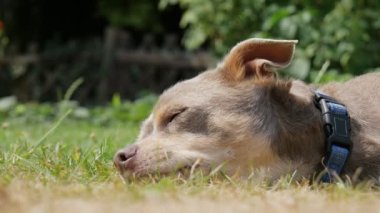 Funny dog lies on the grass. Close-up