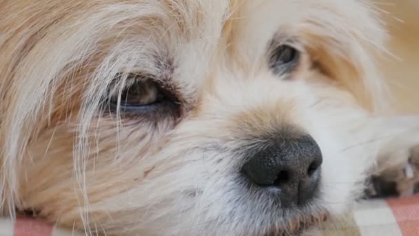 Dog Portrait Dog Looks Distance Dog Nose Close — Vídeo de stock