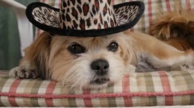 Cowboy dog. Portrait of a funny dog posing like a cowboy, wearing a cowboy hat.