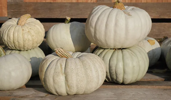 pumpkins. Thanksgiving background. Autumn background. pumpkins on a wooden vintage table. Pumpkins for Thanksgiving.