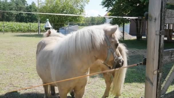 Pferd Auf Einer Koppel Bauernhof Schimmel Auf Dem Feld Sommer — Stockvideo
