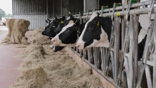 Vacas Numa Doca Fazenda Exploração Leiteira Vaca — Vídeo de Stock