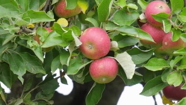 Äpfel Einem Baum Ernten Rote Äpfel Späte Sorte — Stockvideo